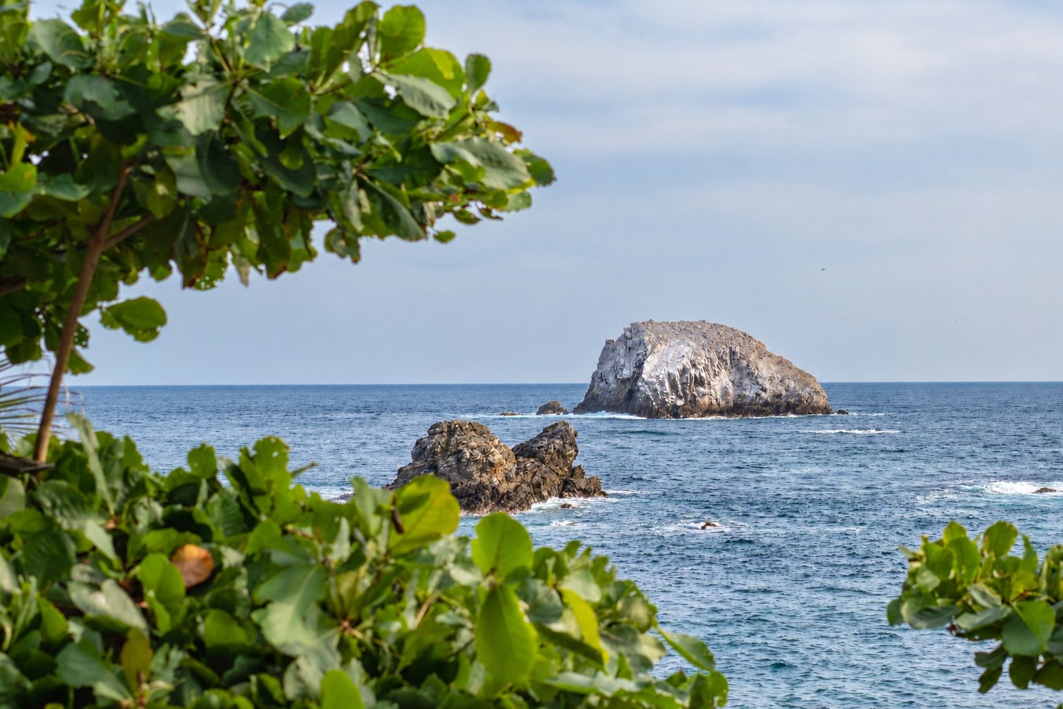 Pacific coastline framed by greenery